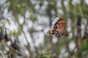 Flying Fox Prints: Grey-headed flying-fox (Pteropus poliocephalus) female