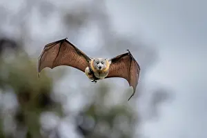 Flying Fox Prints: Grey-headed flying-fox (Pteropus poliocephalus) female