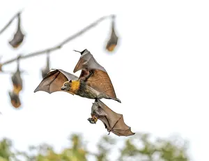 Dramatic Prints: Grey-headed flying-fox (Pteropus poliocephalus) female