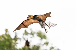 Dramatic Prints: Grey-headed flying-fox (Pteropus poliocephalus) female