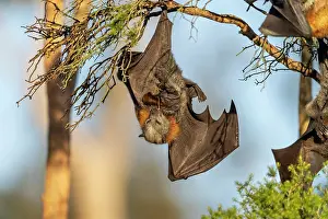 Upside Down Prints: Grey-headed flying-fox (Pteropus poliocephalus) female