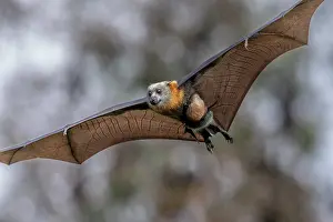 Maternal Behaviour Prints: Grey-headed flying-fox (Pteropus poliocephalus) female