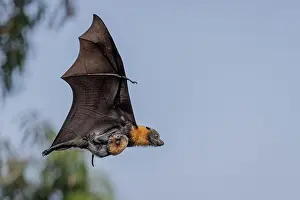 Maternal Behaviour Prints: Grey-headed flying-fox (Pteropus poliocephalus) female