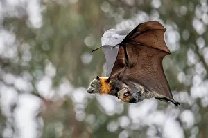 Maternal Behaviour Prints: Grey-headed flying-fox (Pteropus poliocephalus) female