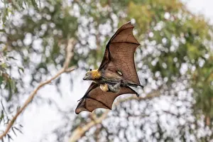 Grey-headed flying-fox (Pteropus poliocephalus) female, with a hole in its wing, in flight carrying its pup, Myuna Wetlands, Doveton (on Bunurong Country), Victoria, Australia