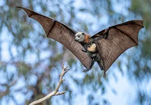 Maternal Behaviour Prints: Grey-headed flying-fox (Pteropus poliocephalus) female carrying its pup