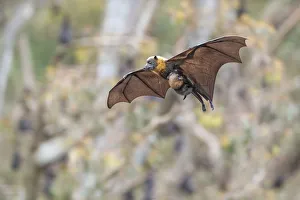 Grey-headed flying-fox (Pteropus poliocephalus) female in flight with baby / pup hanging