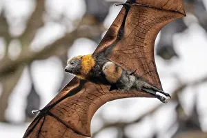 Maternal Behaviour Prints: Grey-headed flying-fox (Pteropus poliocephalus) female in flight carrying its pup