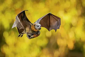 Maternal Behaviour Prints: Grey-headed flying-fox (Pteropus poliocephalus) female in flight carrying its pup