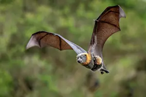 Maternal Behaviour Prints: Grey-headed flying-fox (Pteropus poliocephalus) female in flight carrying its pup