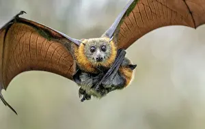 Maternal Behaviour Prints: Grey-headed flying-fox (Pteropus poliocephalus) female in flight carrying its pup