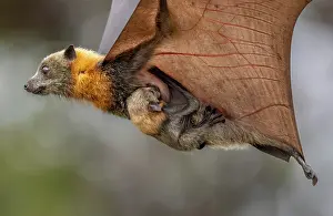 Maternal Behaviour Prints: Grey-headed flying-fox (Pteropus poliocephalus) female in flight carrying its pup