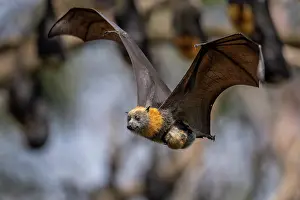 Maternal Behaviour Prints: Grey-headed flying-fox (Pteropus poliocephalus) female in flight carrying its pup