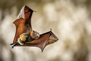 Maternal Behaviour Prints: Grey-headed flying-fox (Pteropus poliocephalus) female in flight carrying its pup
