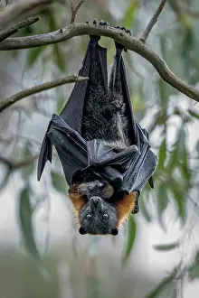 Upside Down Prints: Grey-headed Flying-fox (Pteropus poliocephalus) female hanging in a tree holding her pup