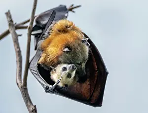 Upside Down Prints: Grey-headed Flying-fox (Pteropus poliocephalus) female hanging in a tree holding her pup