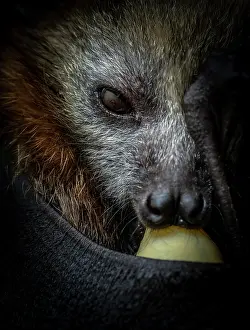 Captive Prints: Grey-headed flying-fox (Pteropus poliocephalus) female orphaned infant