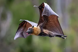 Cooling Down Prints: Grey-headed flying-fox (Pteropus poliocephalus) in flight