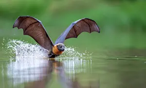 Cooling Down Prints: Grey-headed Flying fox (Pteropus poliocephalus) in flight