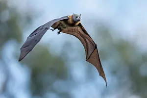 Flying Fox Prints: Grey-headed flying-fox (Pteropus poliocephalus) in flight