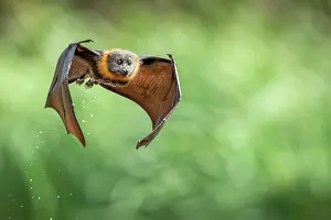 Flying Fox Prints: Grey-headed flying-fox (Pteropus poliocephalus) in flight after dipping into water to cool down and drink