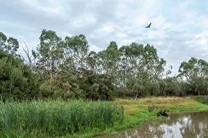 Flying Fox Prints: Grey-headed flying-fox (Pteropus poliocephalus) in flight above wetlands with colony roosting in trees behind