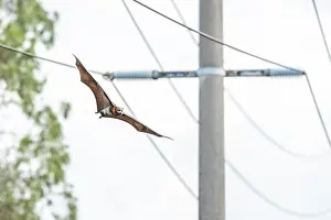 Equipment Prints: Grey-headed flying-fox (Pteropus poliocephalus) flying past power lines