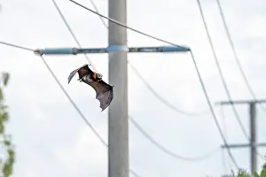 Equipment Prints: Grey-headed flying-fox (Pteropus poliocephalus) flying past power lines