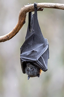 Grey-headed flying-fox (Pteropus poliocephalus) hanging from a branch. Yarra Bend Park