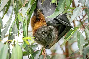 Upside Down Prints: Grey-headed flying-fox (Pteropus poliocephalus) hanging from a tree branch