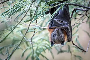 Upside Down Prints: Grey-headed flying-fox (Pteropus poliocephalus) hanging from a tree with a damaged wing
