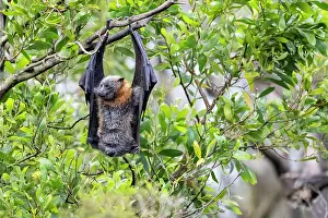 Flying Fox Prints: Grey-headed flying-fox (Pteropus poliocephalus) hanging in tree urinating