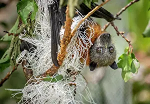 Upside Down Prints: Grey-headed flying-fox (Pteropus poliocephalus) hanging upside down