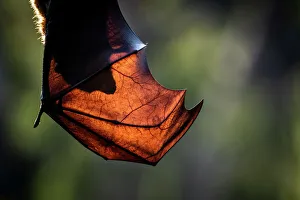 September 2022 Highlights Prints: Grey-headed flying-fox (Pteropus poliocephalus) hanging upside down resting in tree
