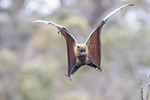 Grey-headed flying-fox (Pteropus poliocephalus) spotting and flaring wings to come