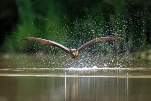Cooling Down Prints: Grey-headed flying-fox (Pteropus poliocephalus) taking a high-speed belly dip into water to cool down and drink