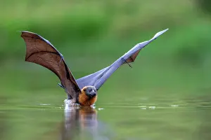 Cooling Down Prints: Grey-headed flying-fox (Pteropus poliocephalus) taking a high-speed belly dip into water to cool down and drink
