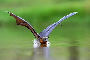 Cooling Down Prints: Grey-headed flying-fox (Pteropus poliocephalus) taking a high-speed belly dip into water to cool down and drink