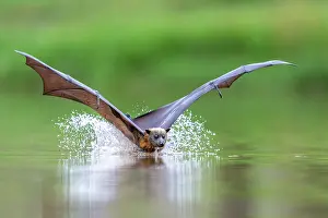 Cooling Down Prints: Grey-headed flying-fox (Pteropus poliocephalus) taking a high-speed belly dip into water to cool down and drink