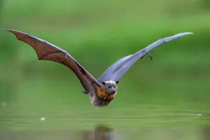Cooling Down Prints: Grey-headed flying-fox (Pteropus poliocephalus) taking a high-speed belly dip into water to cool down and drink