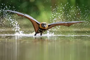 Cooling Down Prints: Grey-headed flying-fox (Pteropus poliocephalus) taking a high-speed belly dip into water to cool down and drink