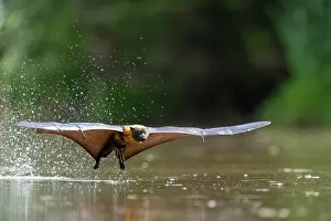 Cooling Down Prints: Grey-headed flying-fox (Pteropus poliocephalus) taking a high-speed belly dip into water to cool down and drink