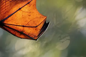 Flying Fox Prints: Grey-headed flying-fox (Pteropus poliocephalus) wing detail