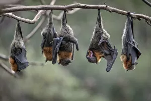 Images Dated 6th July 2019: Grey-headed Flying-foxes (Pteropus poliocephalus) at a colony hang together on a branch