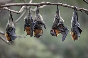 Grey-headed Flying-foxes (Pteropus poliocephalus) at a colony hang together on a branch