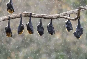 Grey-headed flying-foxes (Pteropus poliocephalus) hang from a branch during a light