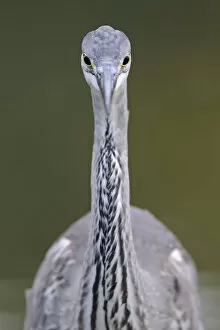 Ardea Cinerea Gallery: Grey heron (Ardea cincerea) head on portrait, Elbe Biosphere Reserve, Lower Saxony