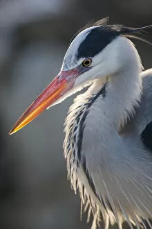 Ardea Cinerea Gallery: Grey heron (Ardea cinerea) adult in breeding plumage, close-up of head and colourful orange beak