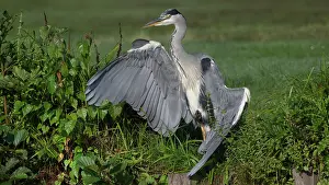 Brasschaat Prints: Grey heron (Ardea cinerea) basking on riverbank, Peerdsbos, Brasschaat, Belgium. September
