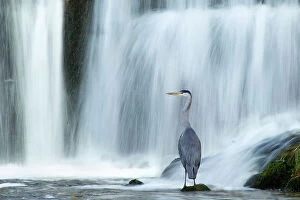 At Home in the Wild Collection: Grey heron (Ardea cinerea) beneath waterfall. Ambleside, Lake District, UK, November